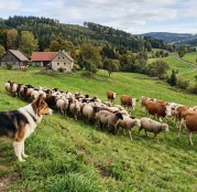 Zemědělské pojištění hospodářských zvířat a pasteveckých psů: Podmínky, dotace PGRLF a krytí rizik