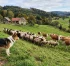 Zemědělské pojištění hospodářských zvířat a pasteveckých psů: Podmínky, dotace PGRLF a krytí rizik