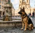 Kolik psů hrálo Komisaře Rexe? Historie psích herců slavného německého ovčáka
