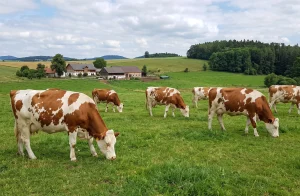 Pojištění skotu: Podmínky, dotace PGRLF a ceny