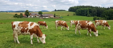 Pojištění skotu: Podmínky, dotace PGRLF a ceny Pojištění skotu: Podmínky, dotace PGRLF a ceny