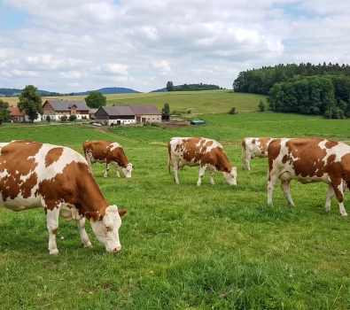 Pojištění skotu: Podmínky, dotace PGRLF a ceny