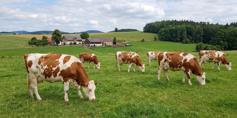 Pojištění skotu: Podmínky, dotace PGRLF a ceny Pojištění skotu: Podmínky, dotace PGRLF a ceny
