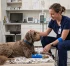 Zvýšenie ALP u psa (zvýšená alkalická fosfatáza): Príčiny, diagnostika a veterinárna liečba