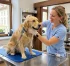 Vyšetření psa: Co obnáší veterinární prohlídka, jak probíhá a orientační ceník