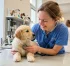 Kdy vzít štěně k veterináři: První kontrola po odběru, očkovací kalendář a odčervení