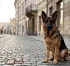 Komisař Rex a počet psů v seriálu: Kteří němečtí ovčáci ztvárnili slavného psího detektiva?